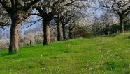 scenic photo of green grass and trees